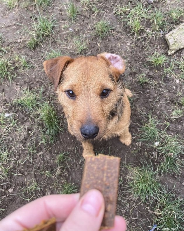 19 Dogs With Unnoticed Inverted Ears: Spotting and Caring for This Common Condition