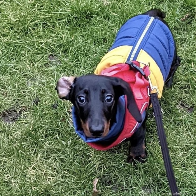 19 Dogs With Unnoticed Inverted Ears: Spotting and Caring for This Common Condition