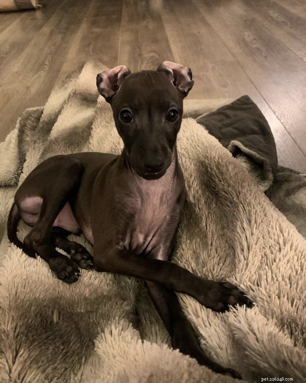 19 Dogs With Unnoticed Inverted Ears: Spotting and Caring for This Common Condition