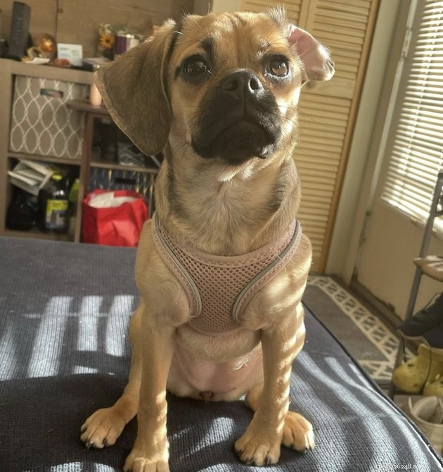 19 Dogs With Unnoticed Inverted Ears: Spotting and Caring for This Common Condition