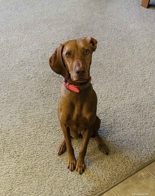 19 Dogs With Unnoticed Inverted Ears: Spotting and Caring for This Common Condition