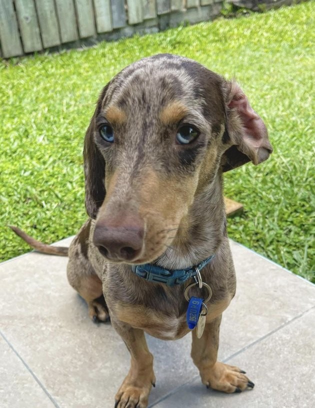 19 Dogs With Unnoticed Inverted Ears: Spotting and Caring for This Common Condition
