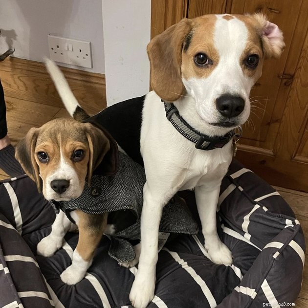 19 Dogs With Unnoticed Inverted Ears: Spotting and Caring for This Common Condition