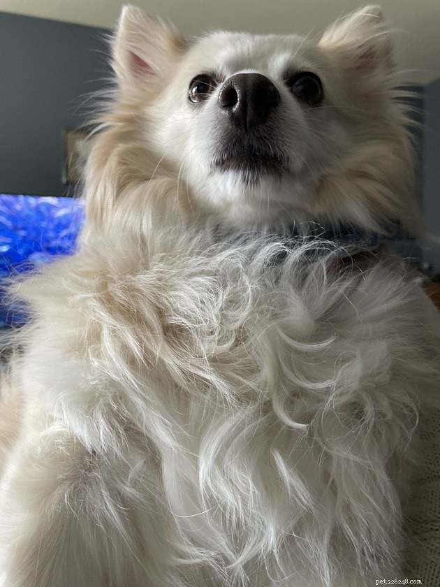 19 Adorable Pets—Dogs, Cats & a Baby Goat—That Will Brighten Your Day