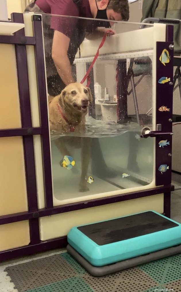 19 Adorable Pets—Dogs, Cats & a Baby Goat—That Will Brighten Your Day