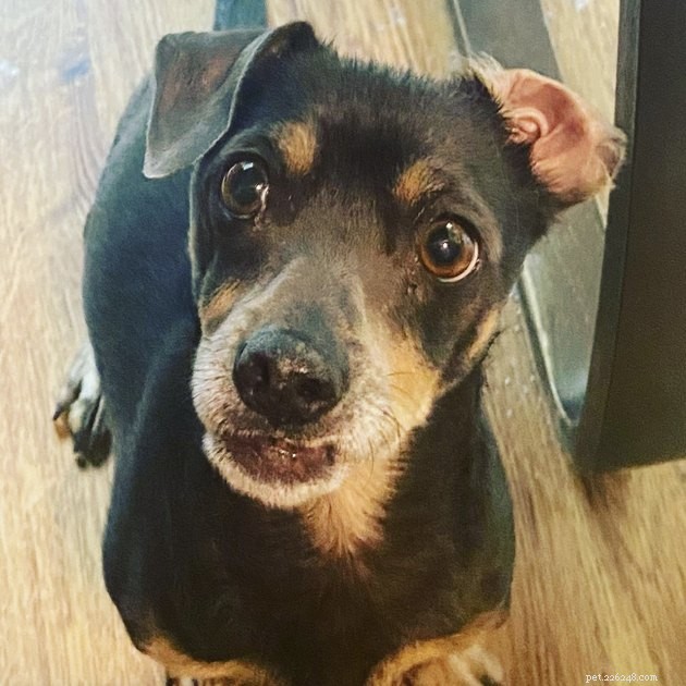 19 Dogs With Unnoticed Inverted Ears: Spotting and Caring for This Common Condition
