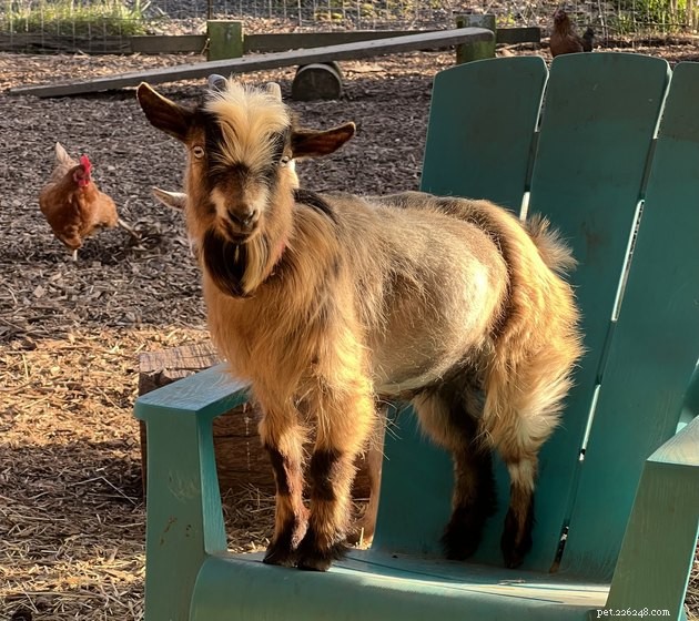 19 Adorable Pets—Dogs, Cats & a Baby Goat—That Will Brighten Your Day