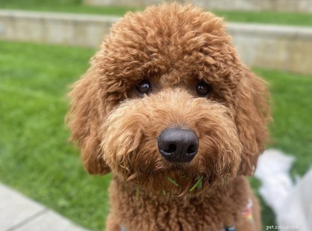 19 Adorable Pets—Dogs, Cats & a Baby Goat—That Will Brighten Your Day