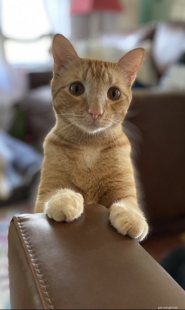 19 Adorable Pets—Dogs, Cats & a Baby Goat—That Will Brighten Your Day