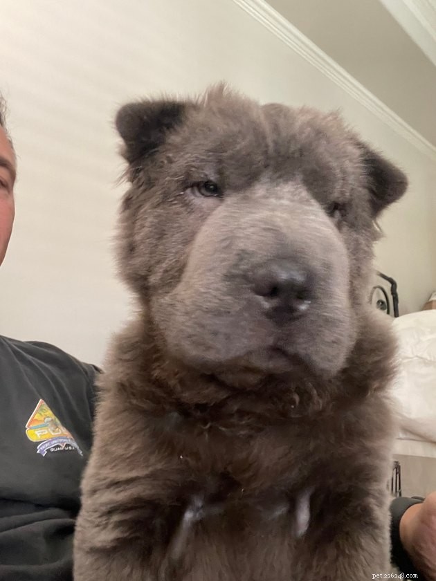 19 Adorable Pets—Dogs, Cats & a Baby Goat—That Will Brighten Your Day