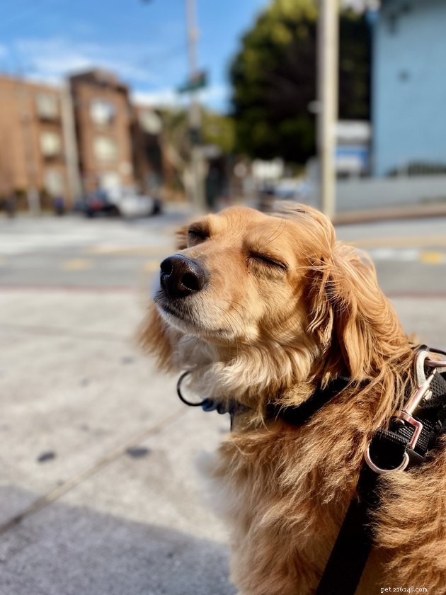 19 Adorable Pets—Dogs, Cats & a Baby Goat—That Will Brighten Your Day