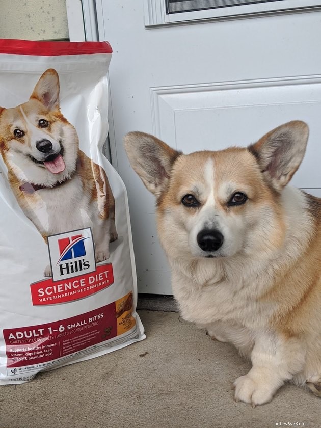 19 Adorable Pets—Dogs, Cats & a Baby Goat—That Will Brighten Your Day