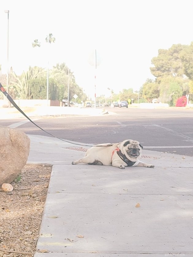 19 Adorable Pets—Dogs, Cats & a Baby Goat—That Will Brighten Your Day