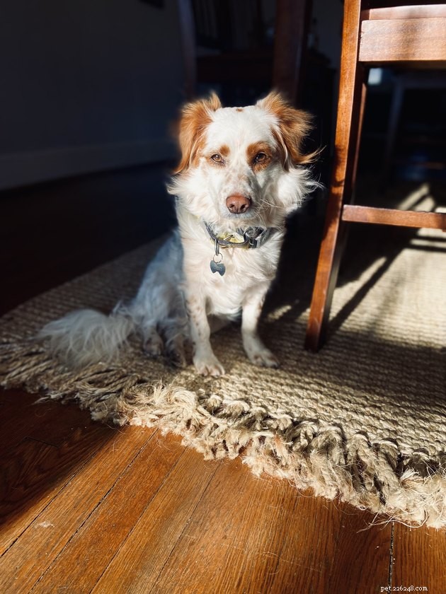 19 Adorable Pets—Dogs, Cats & a Baby Goat—That Will Brighten Your Day
