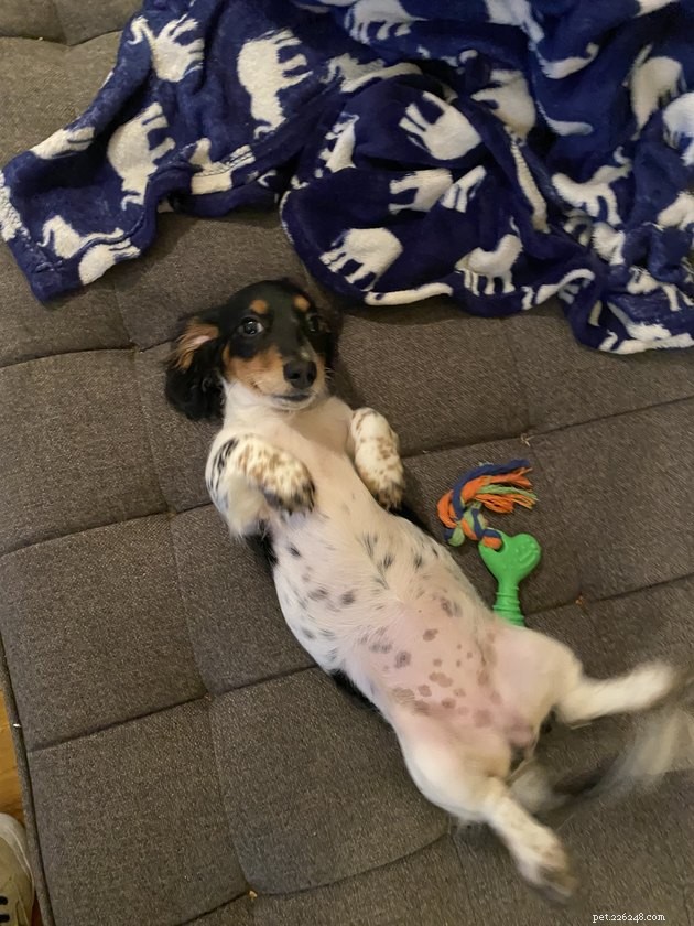 19 Adorable Pets—Dogs, Cats & a Baby Goat—That Will Brighten Your Day