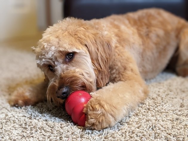 19 Adorable Pets—Dogs, Cats & a Baby Goat—That Will Brighten Your Day
