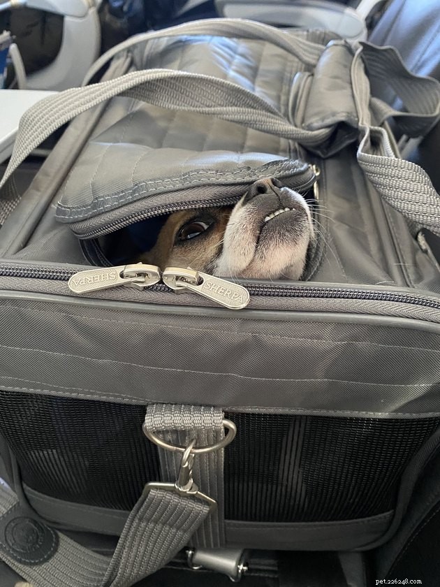 19 Adorable Pets—Dogs, Cats & a Baby Goat—That Will Brighten Your Day