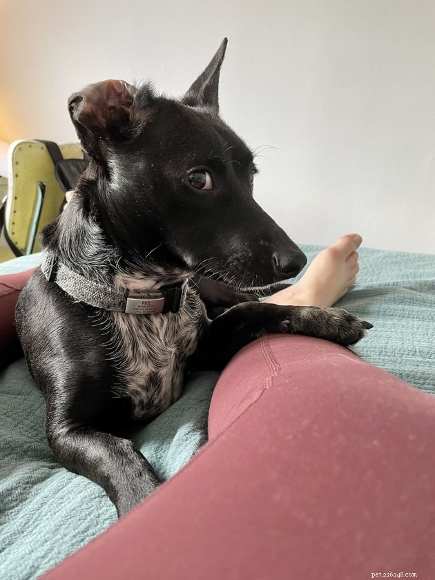 19 Adorable Pets—Dogs, Cats & a Baby Goat—That Will Brighten Your Day