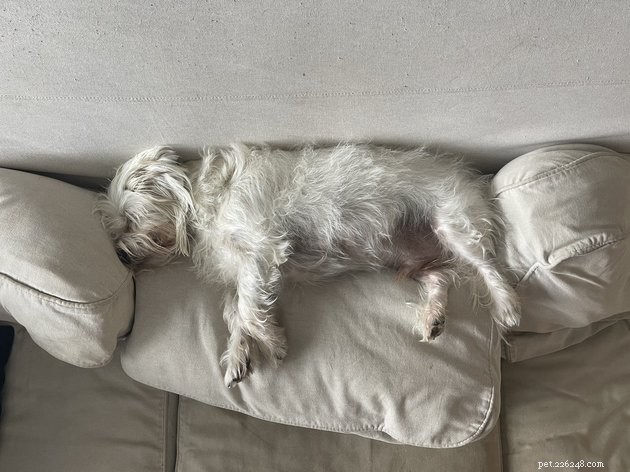 19 Adorable Pets—Dogs, Cats & a Baby Goat—That Will Brighten Your Day