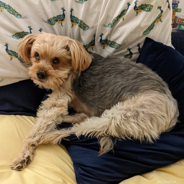 19 Adorable Pets—Dogs, Cats & a Baby Goat—That Will Brighten Your Day