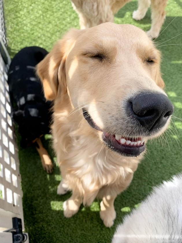 17 Irresistibly Cute Pet Faces You Can t Miss