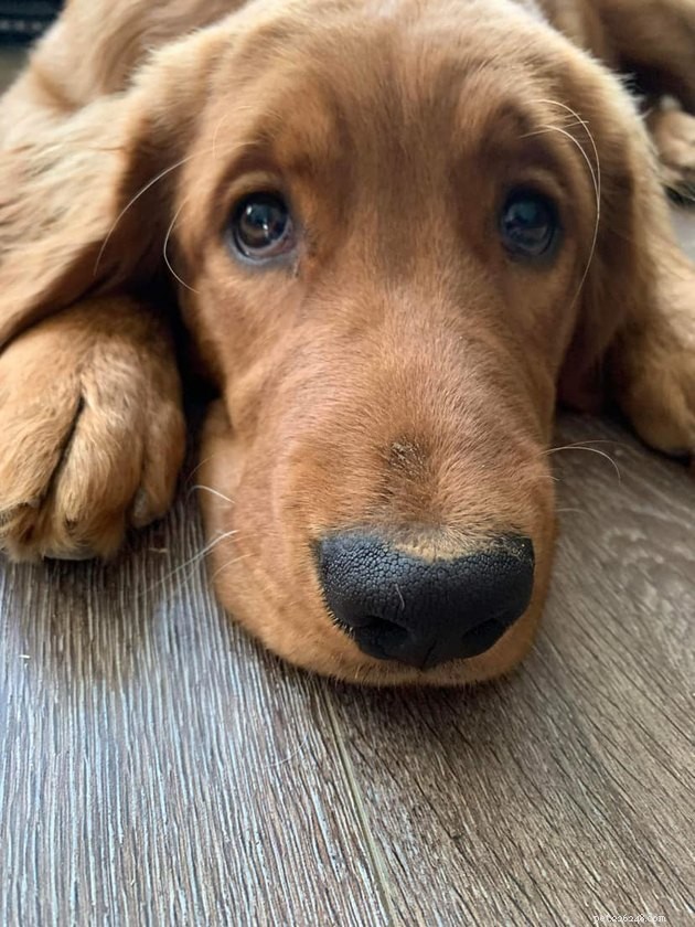 17 Irresistibly Cute Pet Faces You Can t Miss