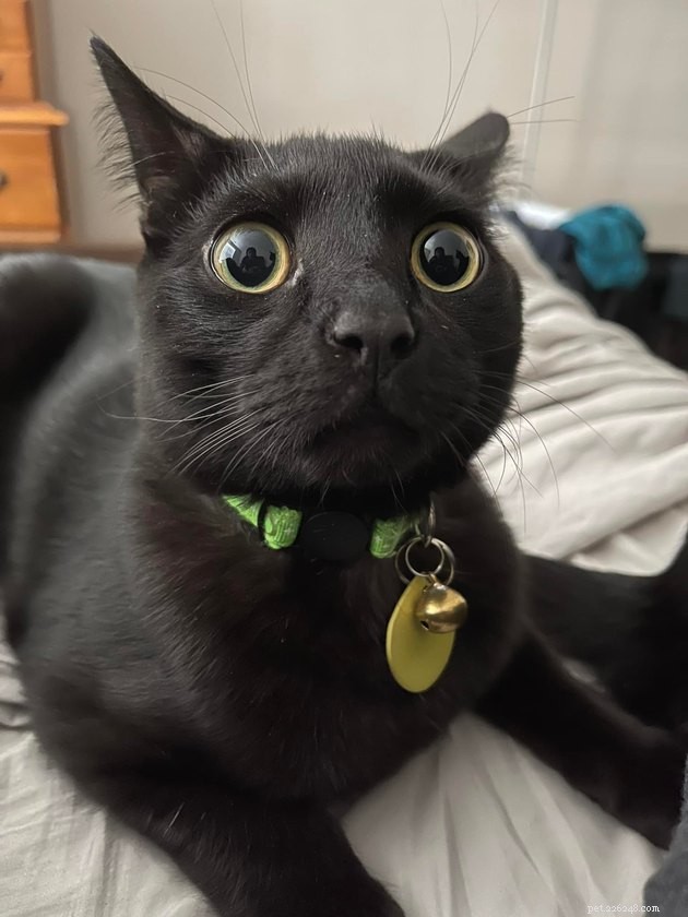 17 Irresistibly Cute Pet Faces You Can t Miss