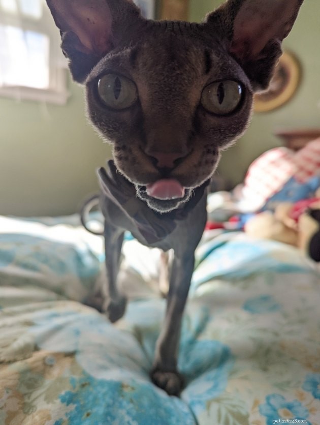 17 Irresistibly Cute Pet Faces You Can t Miss