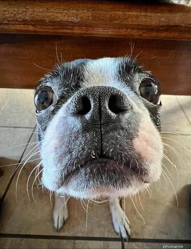 17 Irresistibly Cute Pet Faces You Can t Miss