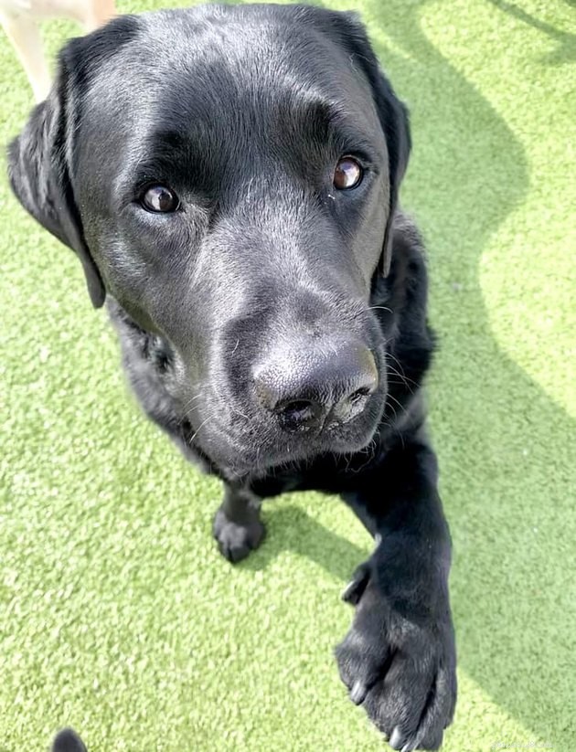 17 Irresistibly Cute Pet Faces You Can t Miss