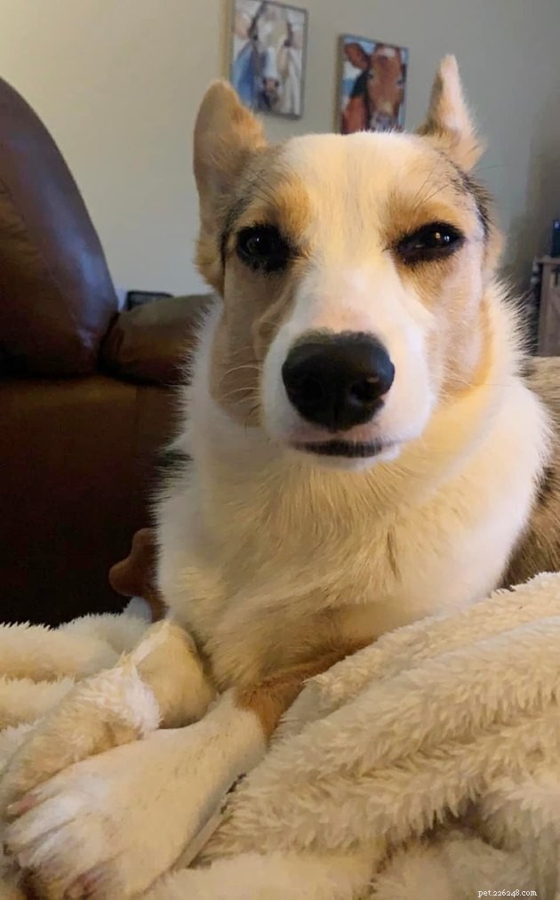 17 Irresistibly Cute Pet Faces You Can t Miss