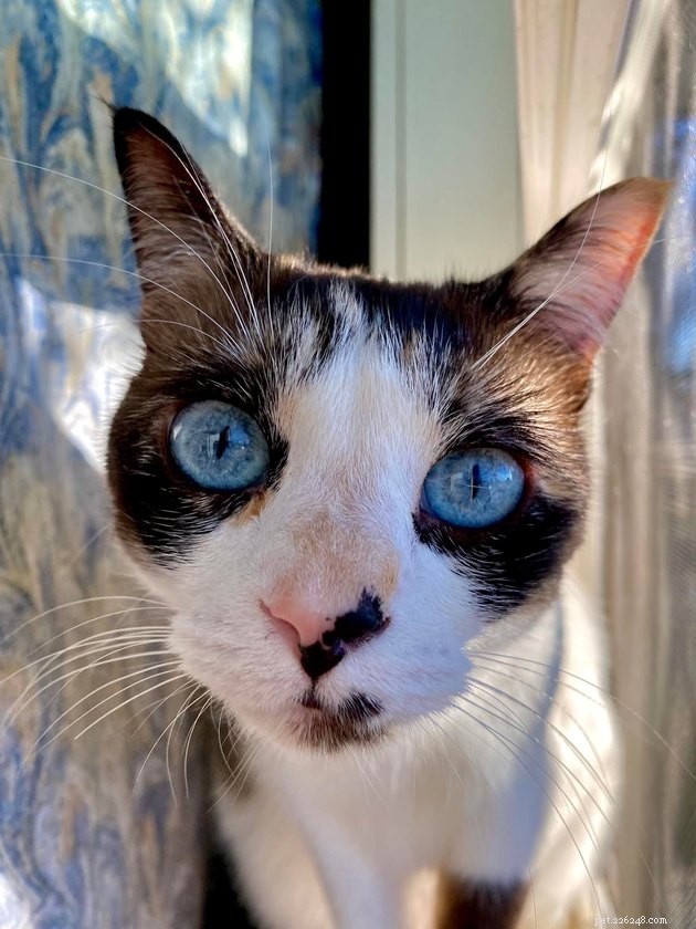 17 Irresistibly Cute Pet Faces You Can t Miss