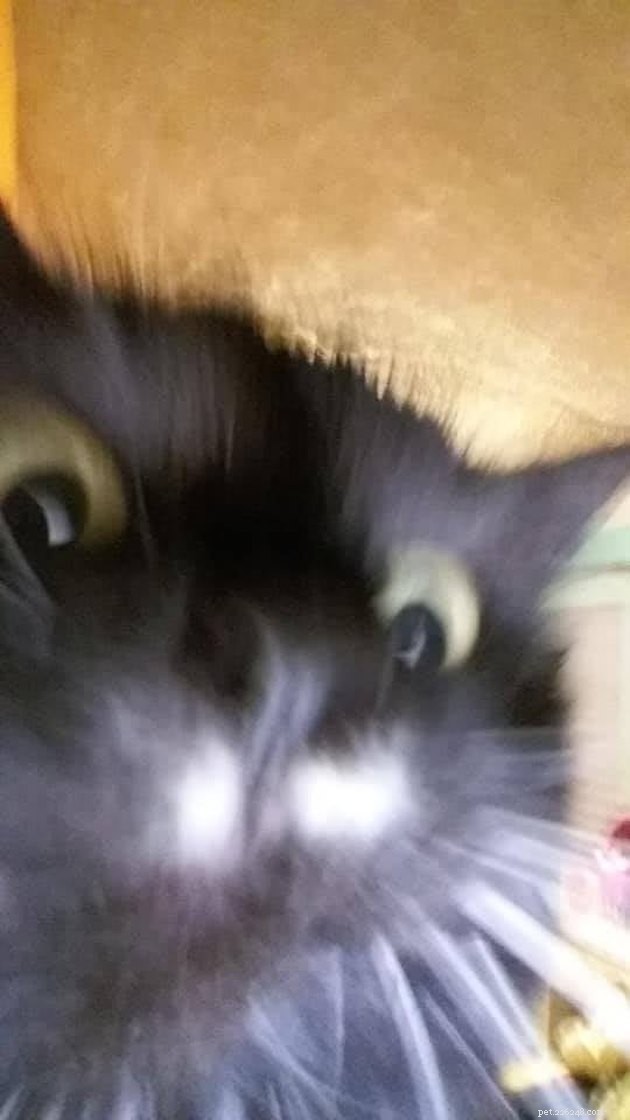 17 Irresistibly Cute Pet Faces You Can t Miss