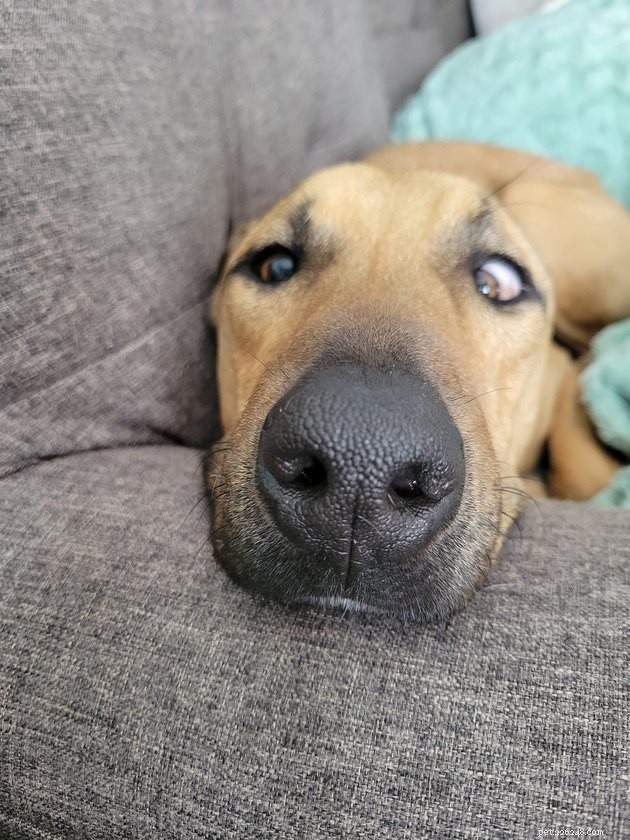17 Irresistibly Cute Pet Faces You Can t Miss