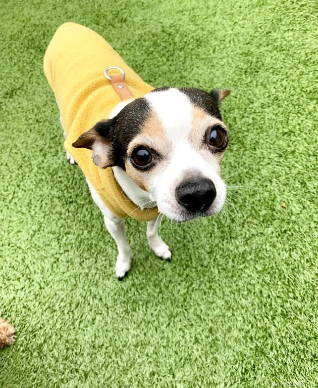17 Irresistibly Cute Pet Faces You Can t Miss