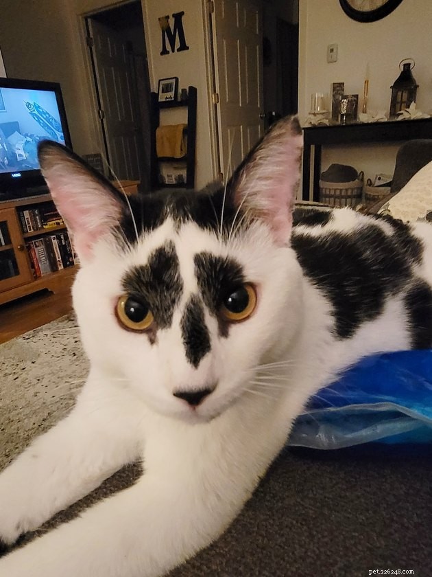 17 Irresistibly Cute Pet Faces You Can t Miss