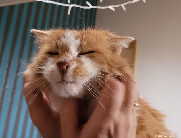 17 Irresistibly Cute Pet Faces You Can t Miss