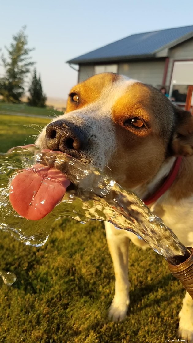17 Irresistibly Cute Pet Faces You Can t Miss