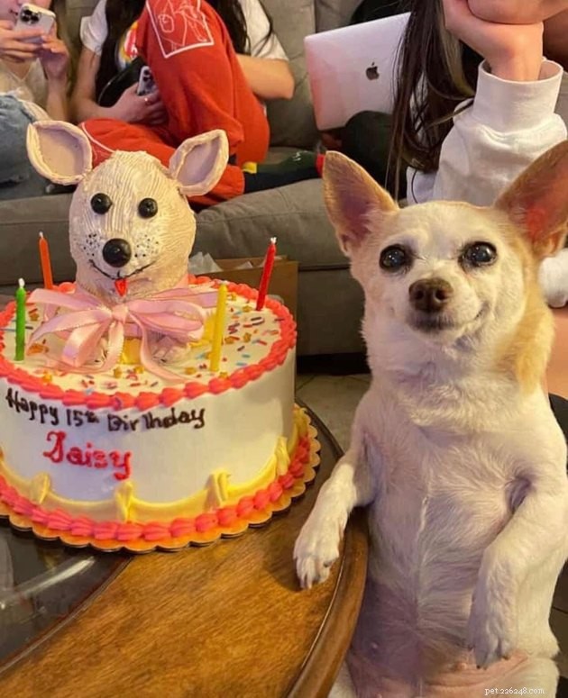 19 Adorable and Funny Dogs That Will Make You Smile