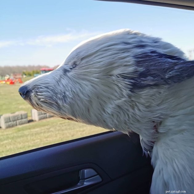 19 Adorable and Funny Dogs That Will Make You Smile