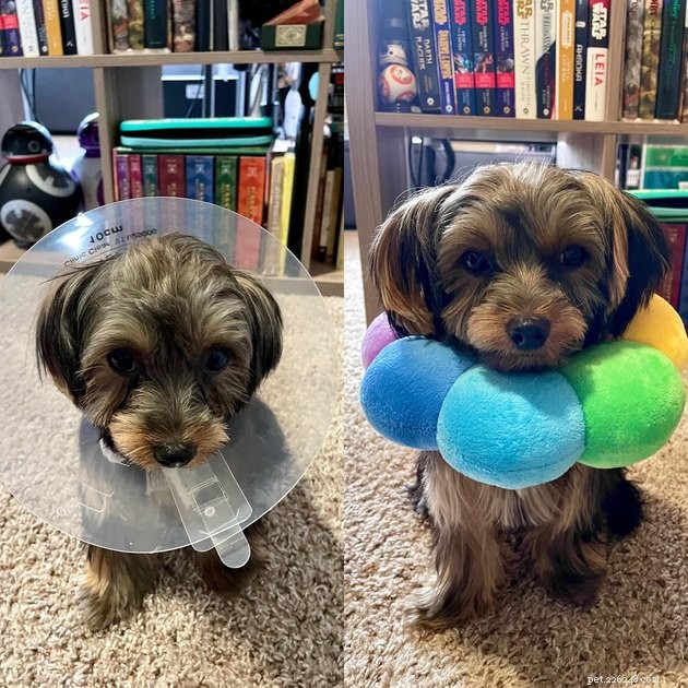 19 Adorable and Funny Dogs That Will Make You Smile