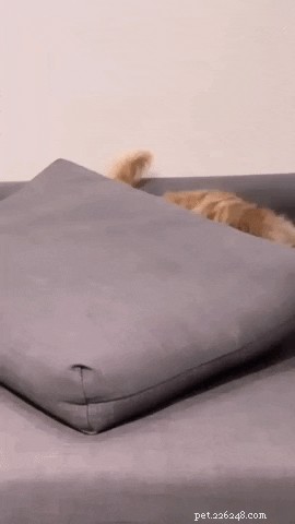 19 Adorable and Funny Dogs That Will Make You Smile