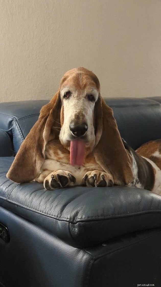 19 Adorable and Funny Dogs That Will Make You Smile