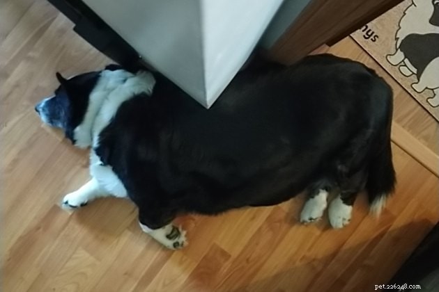 19 Adorable and Funny Dogs That Will Make You Smile