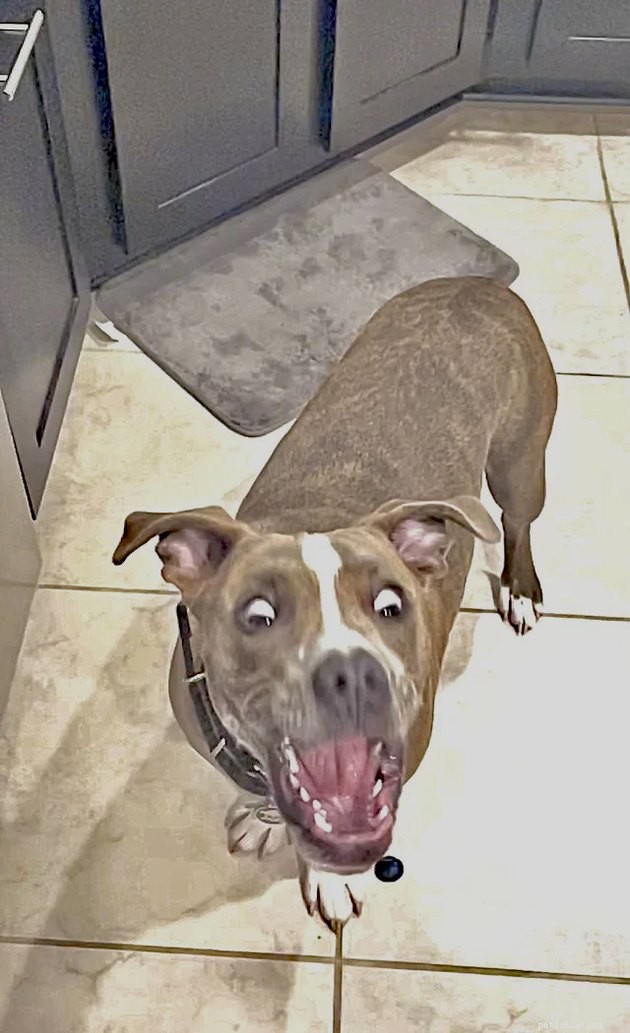 19 Adorable and Funny Dogs That Will Make You Smile