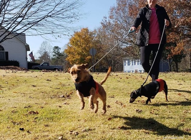 19 Adorable and Funny Dogs That Will Make You Smile