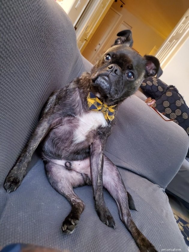 19 Adorable and Funny Dogs That Will Make You Smile