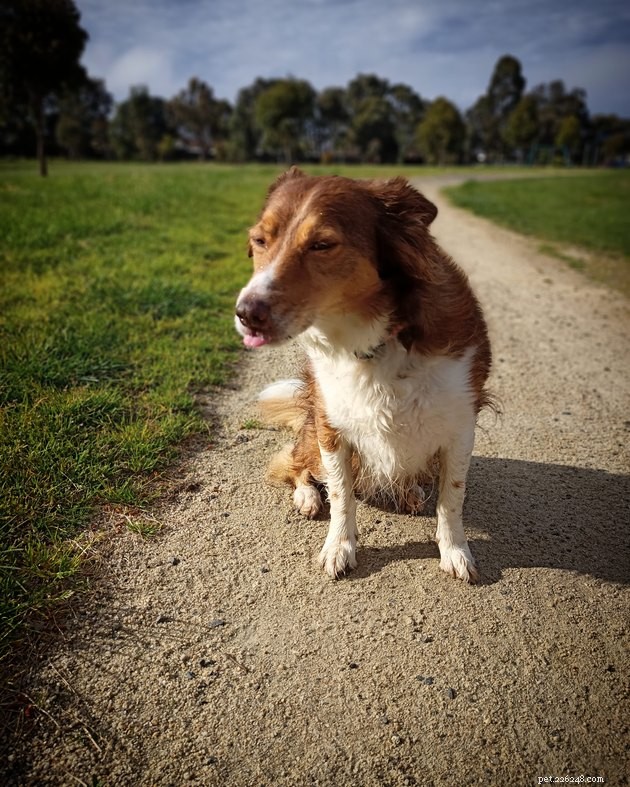 19 Adorable and Funny Dogs That Will Make You Smile