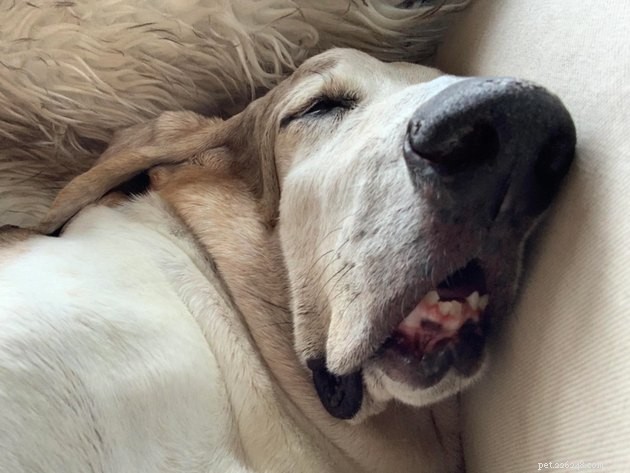 19 Adorable and Funny Dogs That Will Make You Smile