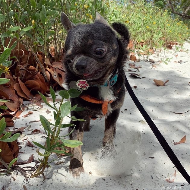 19 Adorable and Funny Dogs That Will Make You Smile